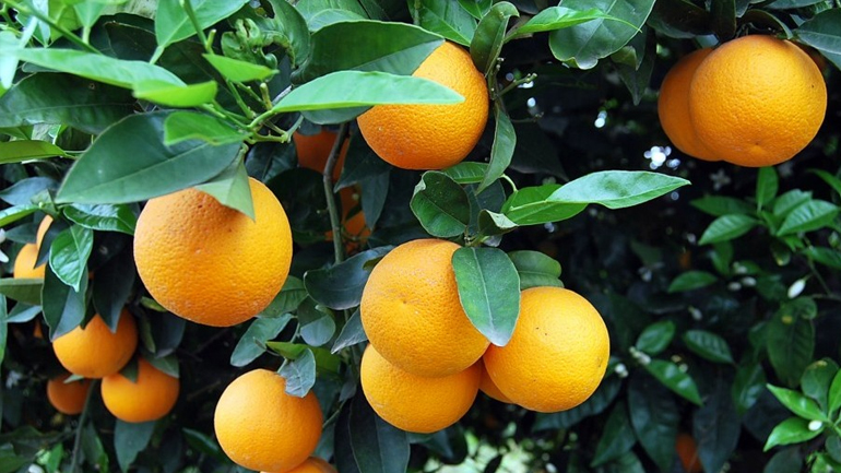 Χαλκιδική: Δωρεάν διανομή κοτόπουλου και πορτοκαλιών σε απόρους