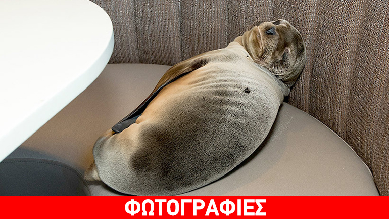 ΗΠΑ: Θαλάσσια ελεφαντίνα που λιμοκτονούσε… εισέβαλε σε σικ εστιατόριο!