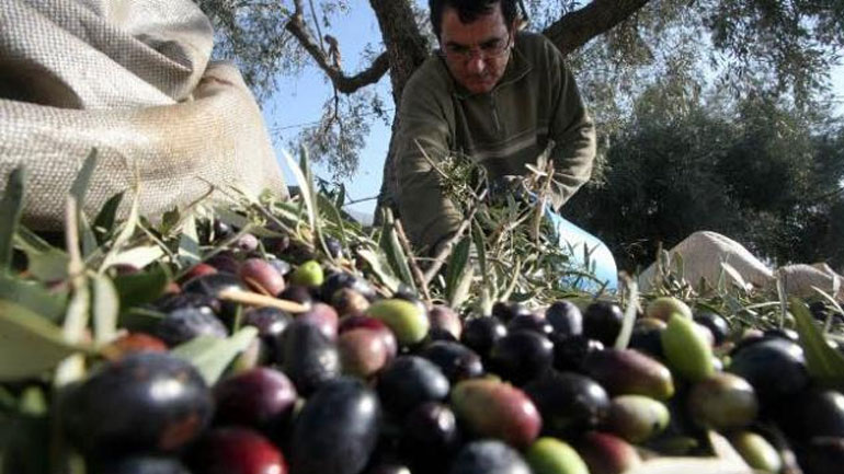 «Μαχαιριά» στους Έλληνες ελαιοπαραγωγούς με 70.000 τόνους τυνησιακό λάδι