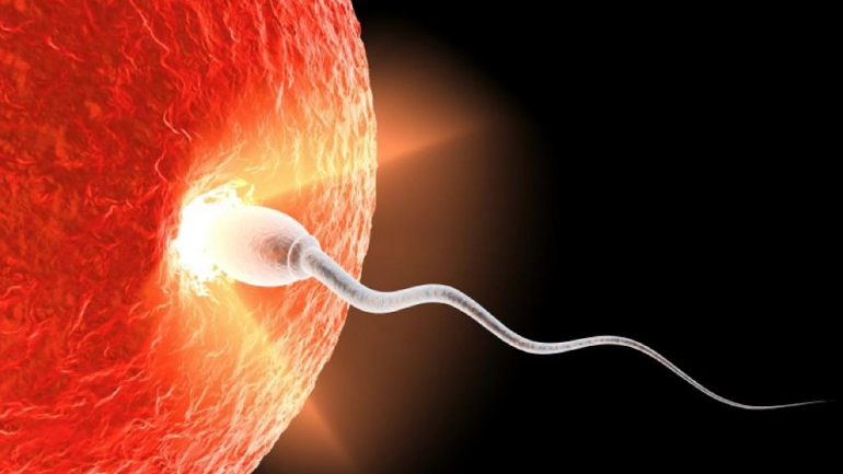 Η πρώτη φάση της εκσπερμάτισης είναι η πιο σημαντική για τη σύλληψη