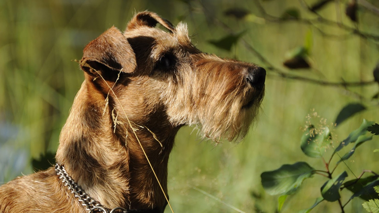 Πρωτότυπο τεστ αξιολογεί την εξυπνάδα των σκύλων