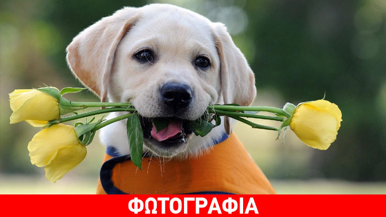 Στις 13 Φεβρουαρίου το bazaar του «Συλλόγου Φίλων των Ζώων Χαλανδρίου»