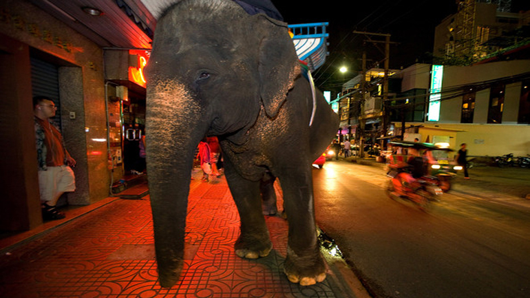 Ελέφαντας σπέρνει τον πανικό