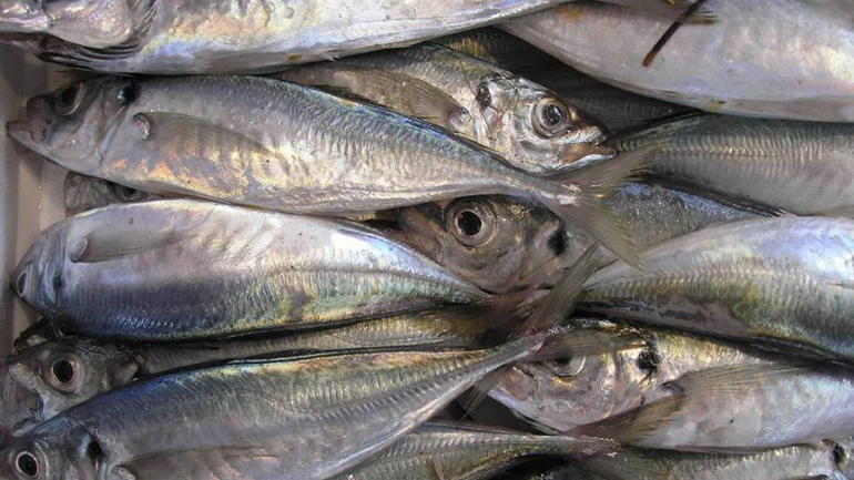 Κατάσχεση αλιευμάτων βάρους 336 κιλών