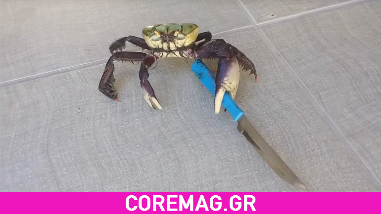 Καβούρι… Γκάνγκστερ κάνει κουμάντο στη Βραζιλία!