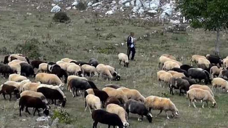 Κομοτηνή: Σε επιφυλακή για την έξαρση των νόσων των ζώων στην Τουρκία Κομοτηνή: Σε επιφυλακή για την έξαρση των νόσων των ζώων στην Τουρκία