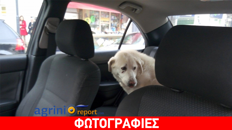 Τρομαγμένος σκύλος μπήκε σε… ταξί