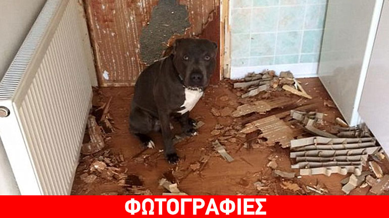 Ούτε που φανταζόταν τι ήταν ικανός να κάνει ο σκύλος του