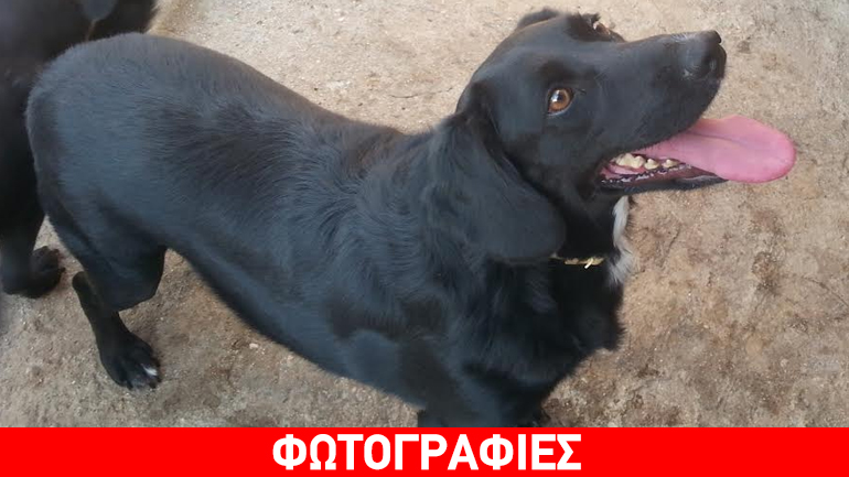 O Μέλβιν περιμένει καρτερικά τη νέα του οικογένεια