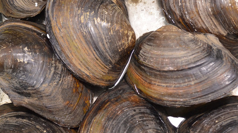 Μετέφερε σχεδόν έναν τόνο ακατάλληλα όστρακα με το Ι.Χ.