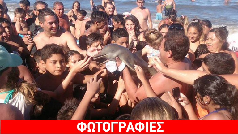 Αίσχος: Λουόμενοι περιέφεραν μωρό δελφίνι για φωτογραφίες selfie κι αυτό πέθανε από αφυδάτωση