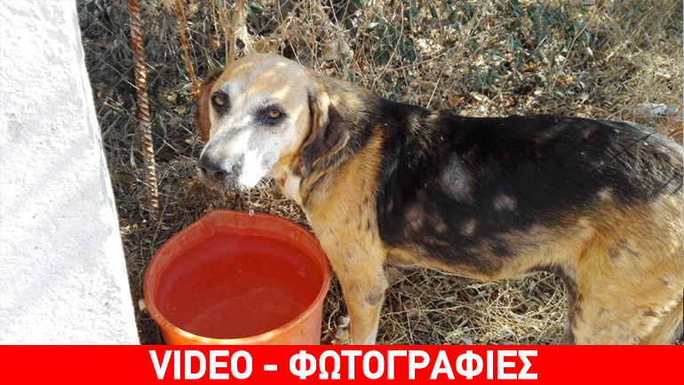 Υιοθετήστε την Jessy