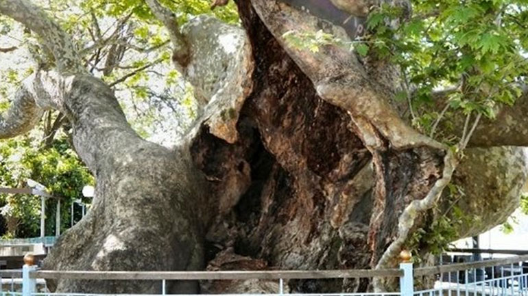 Ναυπακτία: Επικήρυξαν λαθροϋλοτόμους για την κοπή αιωνόβιων πλατανιών