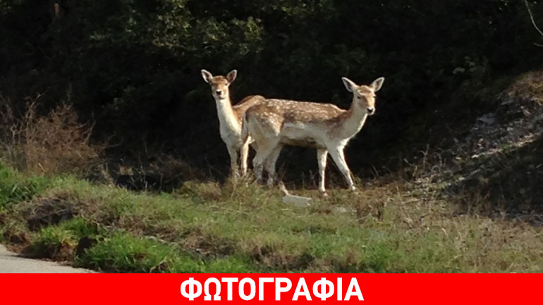 Ζαρκάδια έκαναν… έκπληξη στους επισκέπτες του Σέιχ Σου