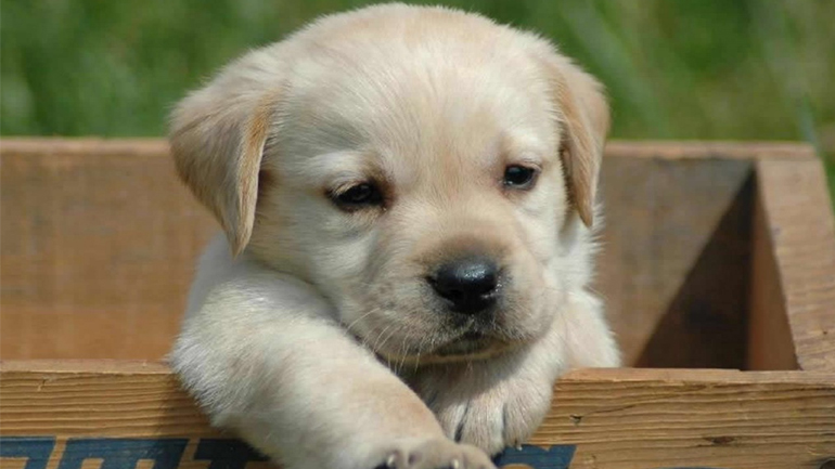 Αλεξανδρούπολη: Έδεσαν και έσυραν σκύλο με Ι.Χ.