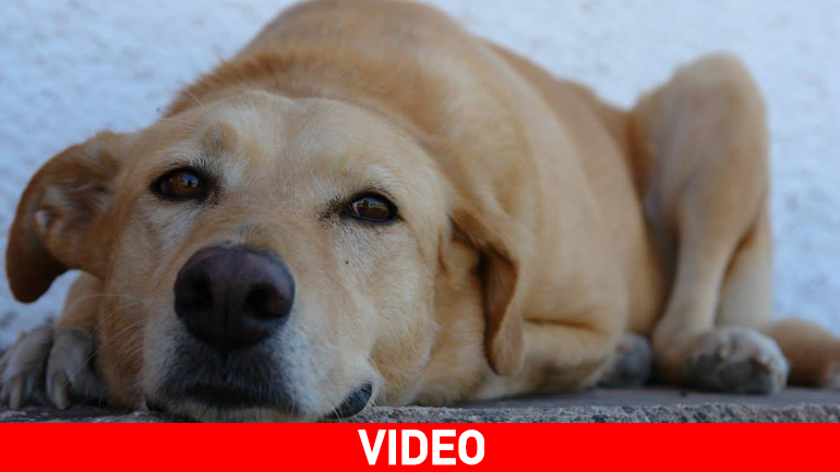 Ζωοφιλική Ένωση Ηλιούπολης: «Μη φοβάστε τα μεγαλόσωμα σκυλιά»