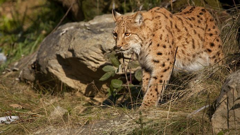 Διεθνής συνάντηση εργασίας στις Πρέσπες για το απειλούμενο είδος αιλουροειδούς στην Ευρώπη: τον Βαλκανικό λύγκα