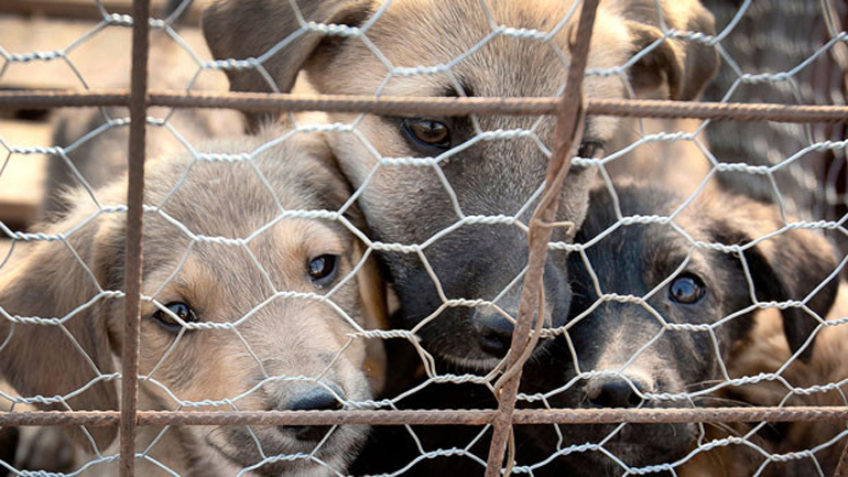 Οργή φιλόζωων για τις δηλώσεις αντιδημάρχου του Ηρακλείου περί ευθανασίας ζώων