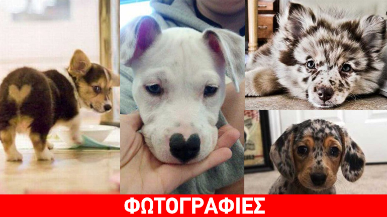 Απίστευτα γλυκό: Οι πιο όμορφοι σκύλοι του κόσμου