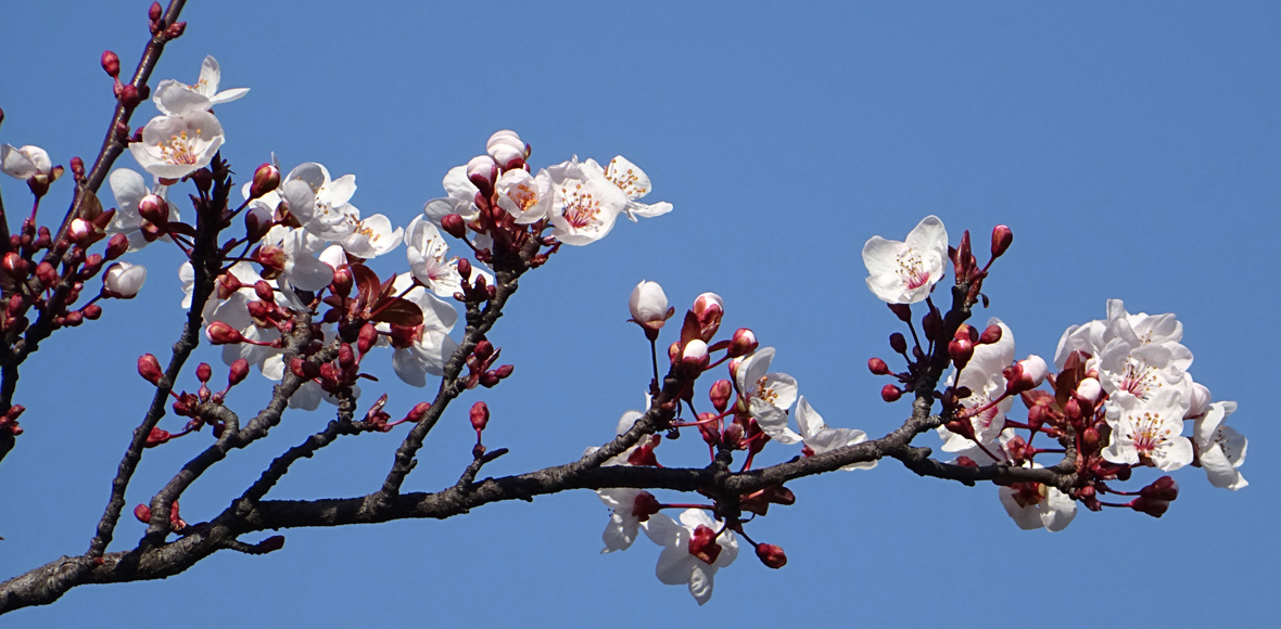 Άνθισαν οι αμυγδαλιές