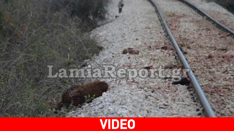 Τρένο διέλυσε κοπάδι με πρόβατα Τρένο διέλυσε κοπάδι με πρόβατα