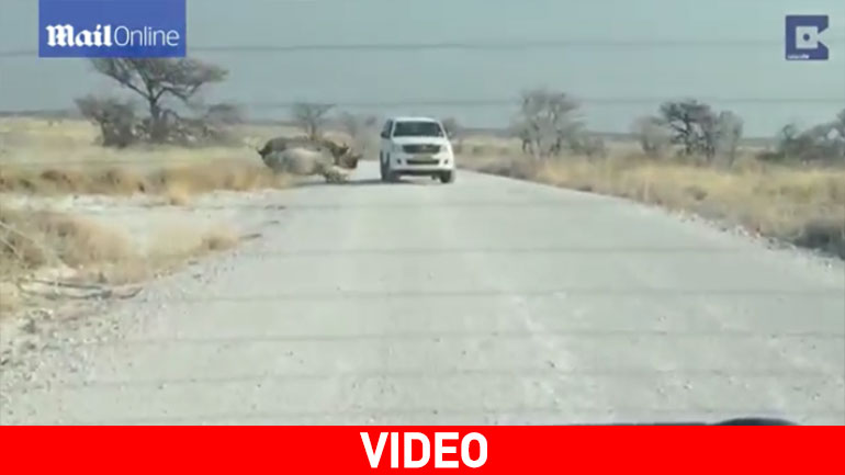 Ρινόκερος ορμάει σε αυτοκίνητο τουριστών σε σαφάρι στη Ναμίμπια