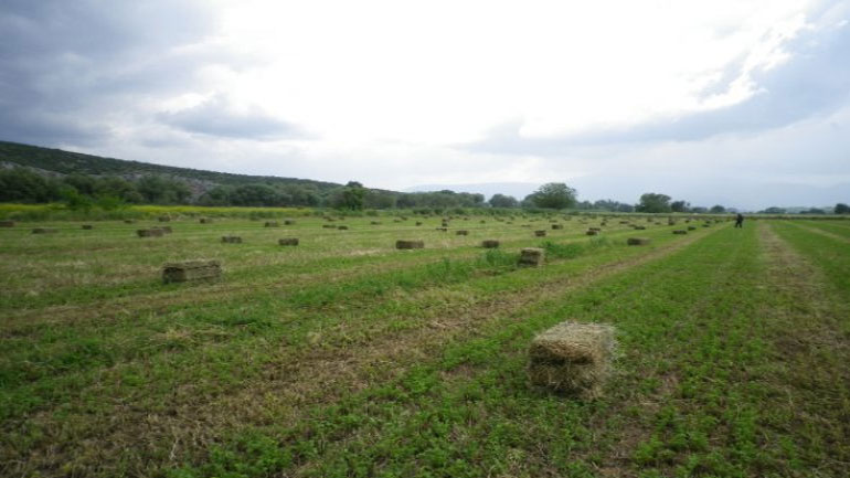 Το κλεμμένο… τριφύλλι έφερε δικογραφία