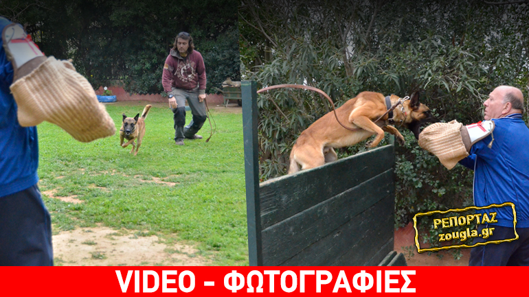 Το zougla.gr στο αρχαιότερο κέντρο εκπαίδευσης των σκυλιών Κ-9