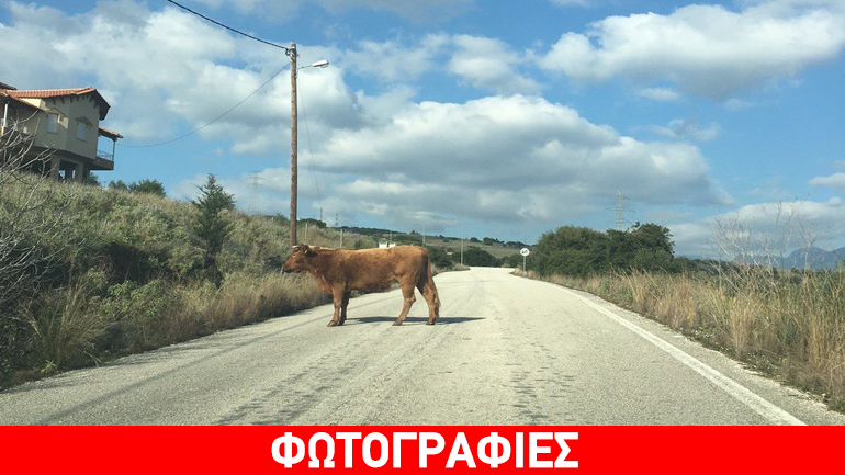 Κορώνη Πάργας: Αδέσποτες αγελάδες προκαλούν ανησυχία σε οδηγούς