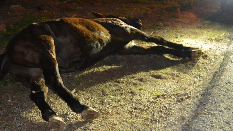 Λαμία: Αυτοκίνητο τράκαρε με άλογο