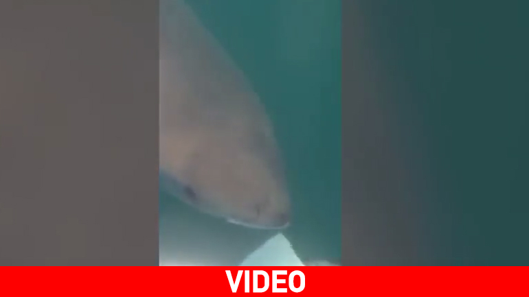 Λευκός καρχαρίας επιτίθεται σε σκάφος