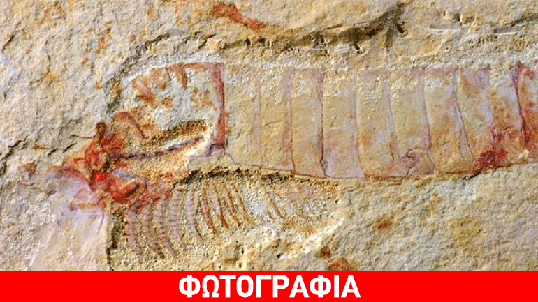 Ανακαλύφθηκε το αρχαιότερο απολίθωμα κεντρικού νευρικού συστήματος