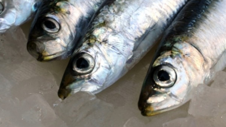 Κατάσχεση γαύρου σε ψυκτική αποθήκη του Πειραιά