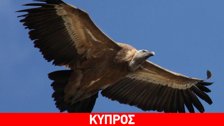 Κύπρος: Νεκροί βρέθηκαν σπάνιοι γύπες