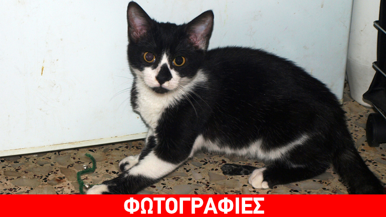 Η Κρυσταλλία περιμένει καρτερικά το νέο της σπίτι