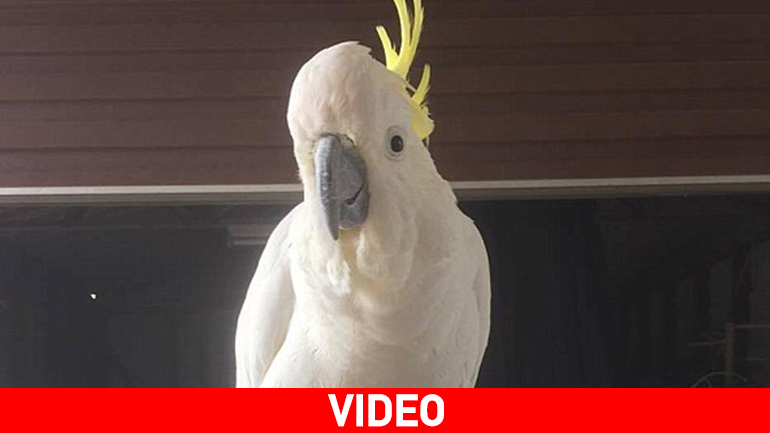 Το χαριτωμένο παπαγαλάκι που αρνείται πεισματικά να πάει για …ύπνο