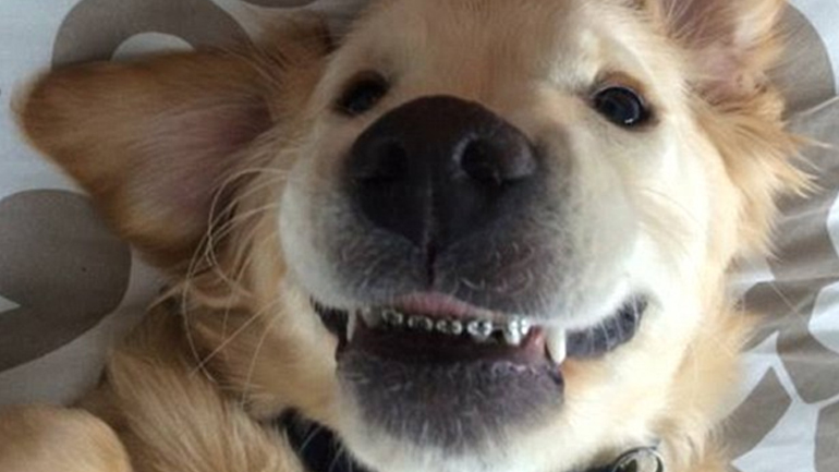 Ό,τι πιο γλυκό έχετε δει: Το κουταβάκι που φοράει σιδεράκια