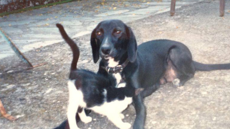 Καταγγελία για κακοποίηση σκύλου που οδήγησε στον θάνατό του