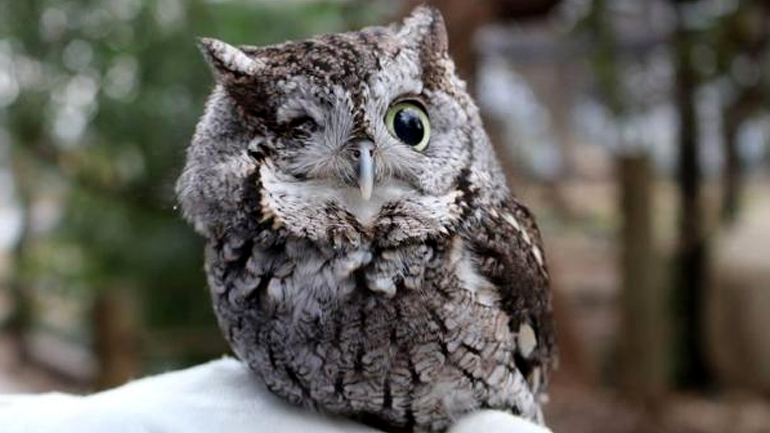 Οιδίποδας: Μια μονόφθαλμη κουκουβάγια στη μάχη για την προστασία της Άγριας Ζωής