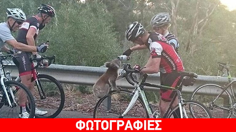 Διψασμένο κοάλα αναστάτωσε ομάδα ποδηλατών