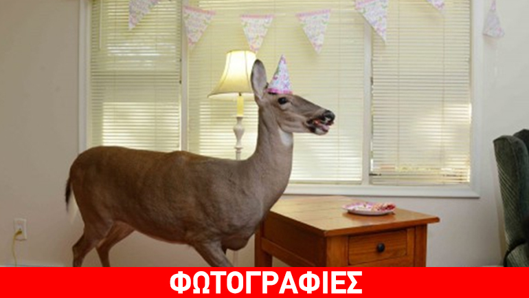 Απίστευτη ιστορία αγάπης: Υιοθέτησαν μικρό αβοήθητο ελαφάκι