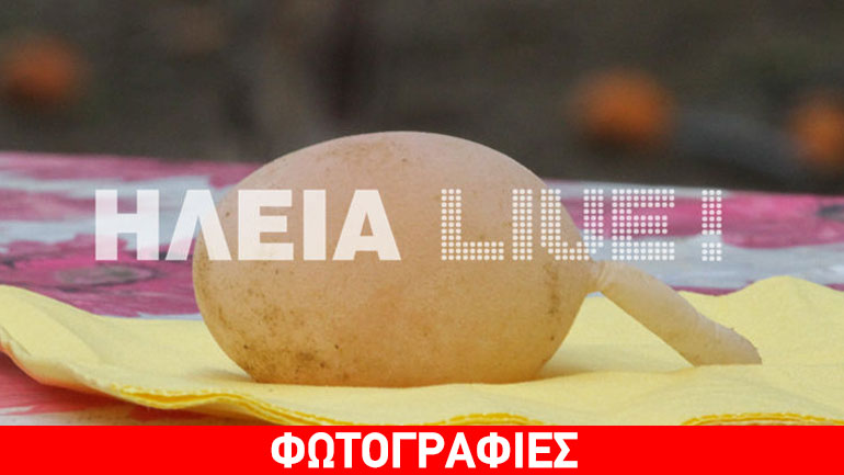 Ηλεία: Το αυγό είχε… ουρά
