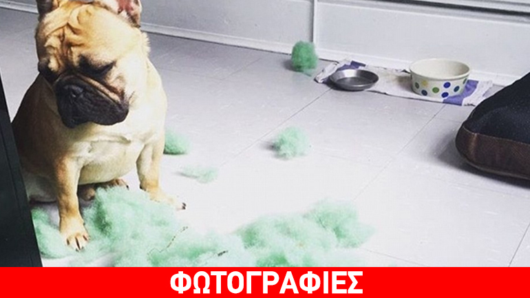 Αυτά είναι τα πιο άτακτα κατοικίδια…