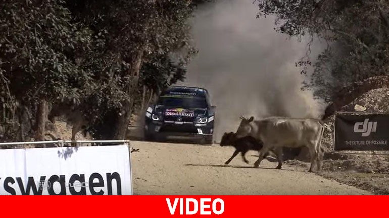 O Ogier αποφεύγει και αγελάδες!