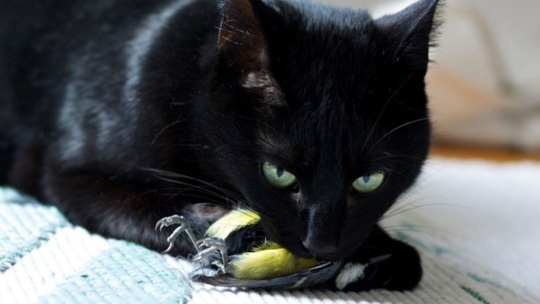 Καναδάς: Νέα εκστρατεία για τον… κατ’ οίκον περιορισμό γατών