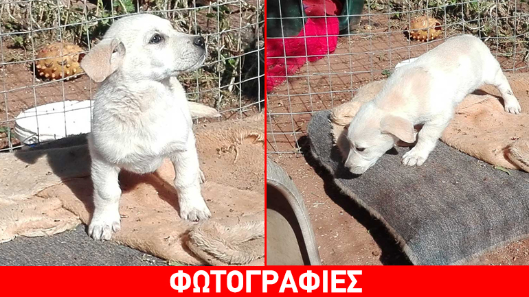 Υιοθετήστε την πανέρμοφη Raisa