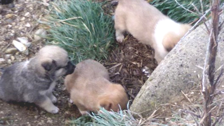 Επτά κουταβάκια αναζητούν σπίτι