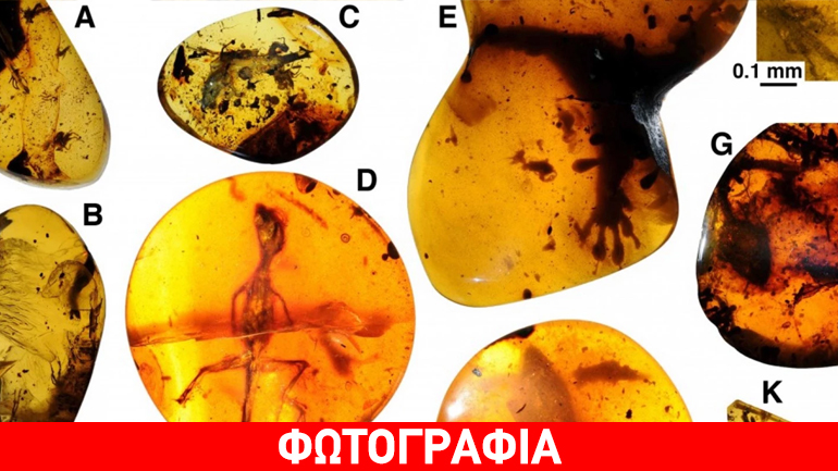 Κεχριμπάρι 99 εκατ. ετών «έκρυβε» το αρχαιότερο είδος σαύρας