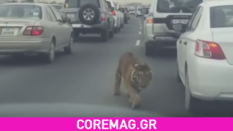 Ελεύθερη τίγρης σε αυτοκινητόδρομο του Κατάρ