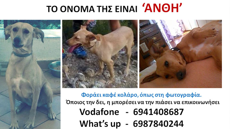 Χάθηκε η Ανθή